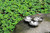 Lodhi Garden Lily Pad Triple Dish