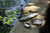 Lodhi Garden Mango Leaf Double Dish