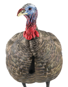 Avian X AVXAVX8003 LCD Quarter-Strut Jake Turkey Species Multi Color Dura-Rubber Avian X AVXAVX8003 LCD Quarter-Strut Jake Turkey Species Multi Color Dura-Rubber