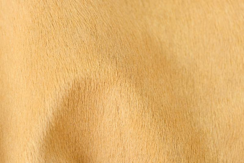 Catalina Honeycomb