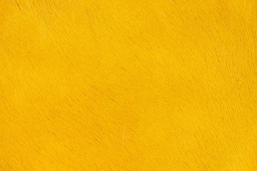 Catalina Turmeric