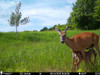 Spartan Ghost Camera Captures Doe And Fawn