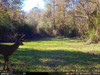 Whitetail Deer Picture from a Wise Eye Smart Camera