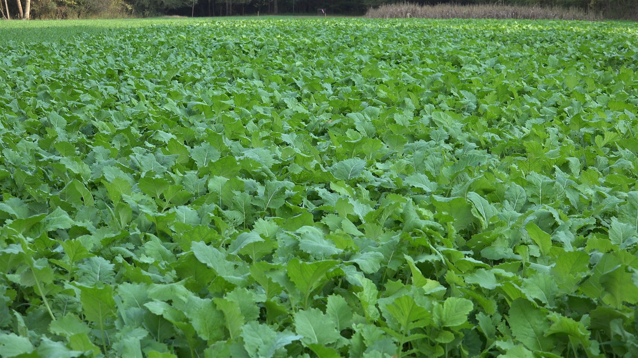 Whitetail Institute Beets & Greens Food Plot 