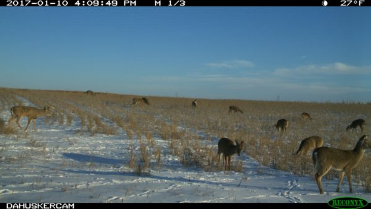 Whitetail Deer Feeding on Real World Soybeans in the winter.