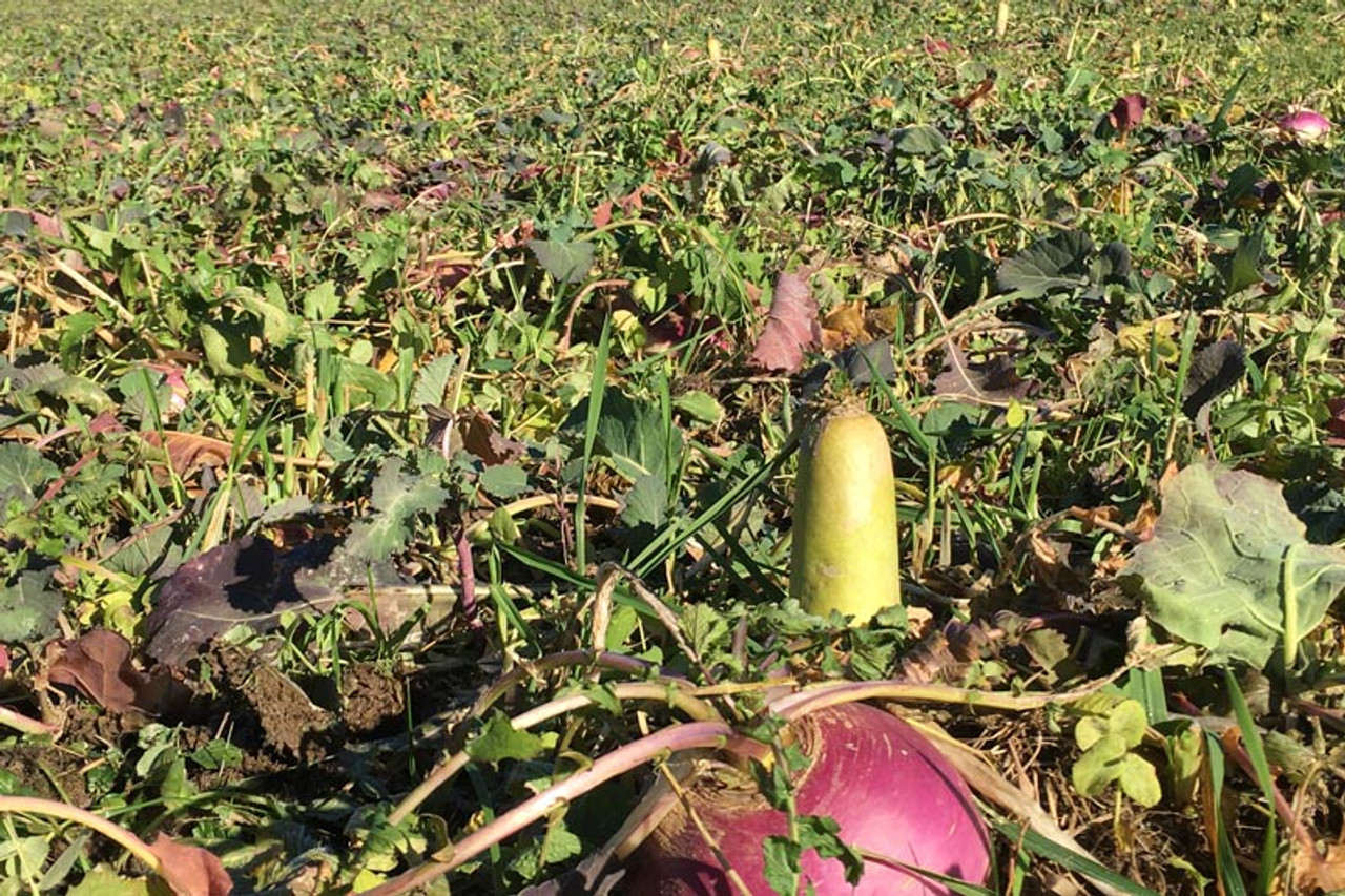 Real World Plot Topper Food Plot - Brassicas For Deer