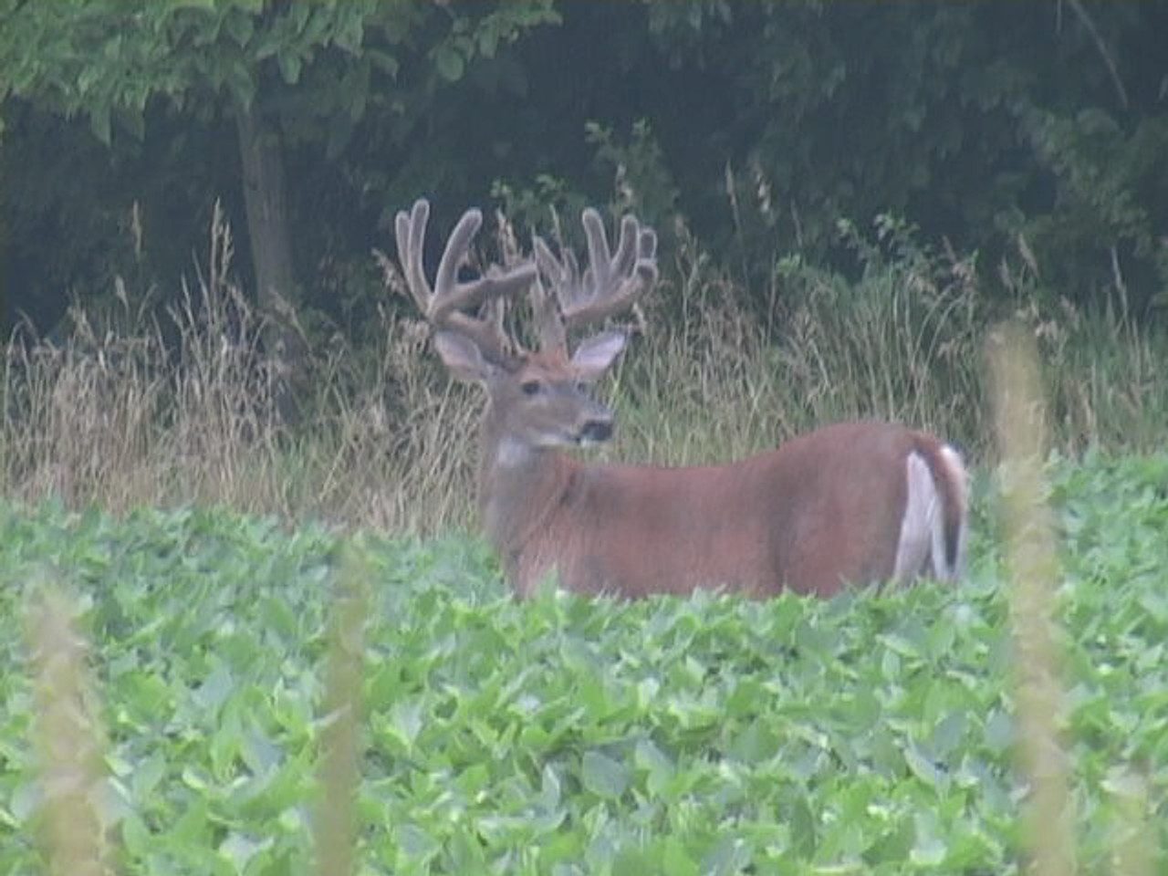 Big Velvet Buck In Real World Soybean Food Plot