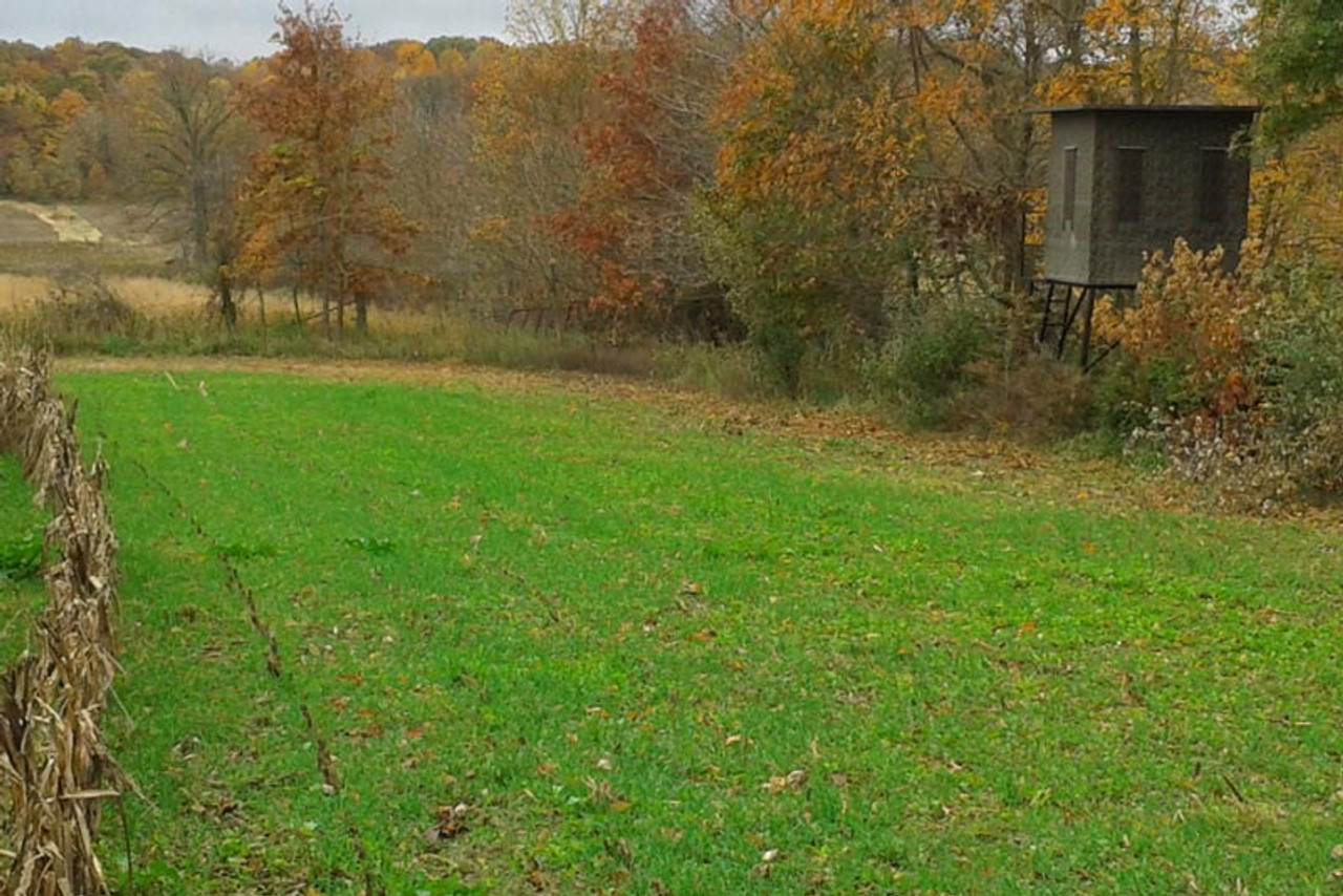 Real World Whitetail Forage Oats Food Plot