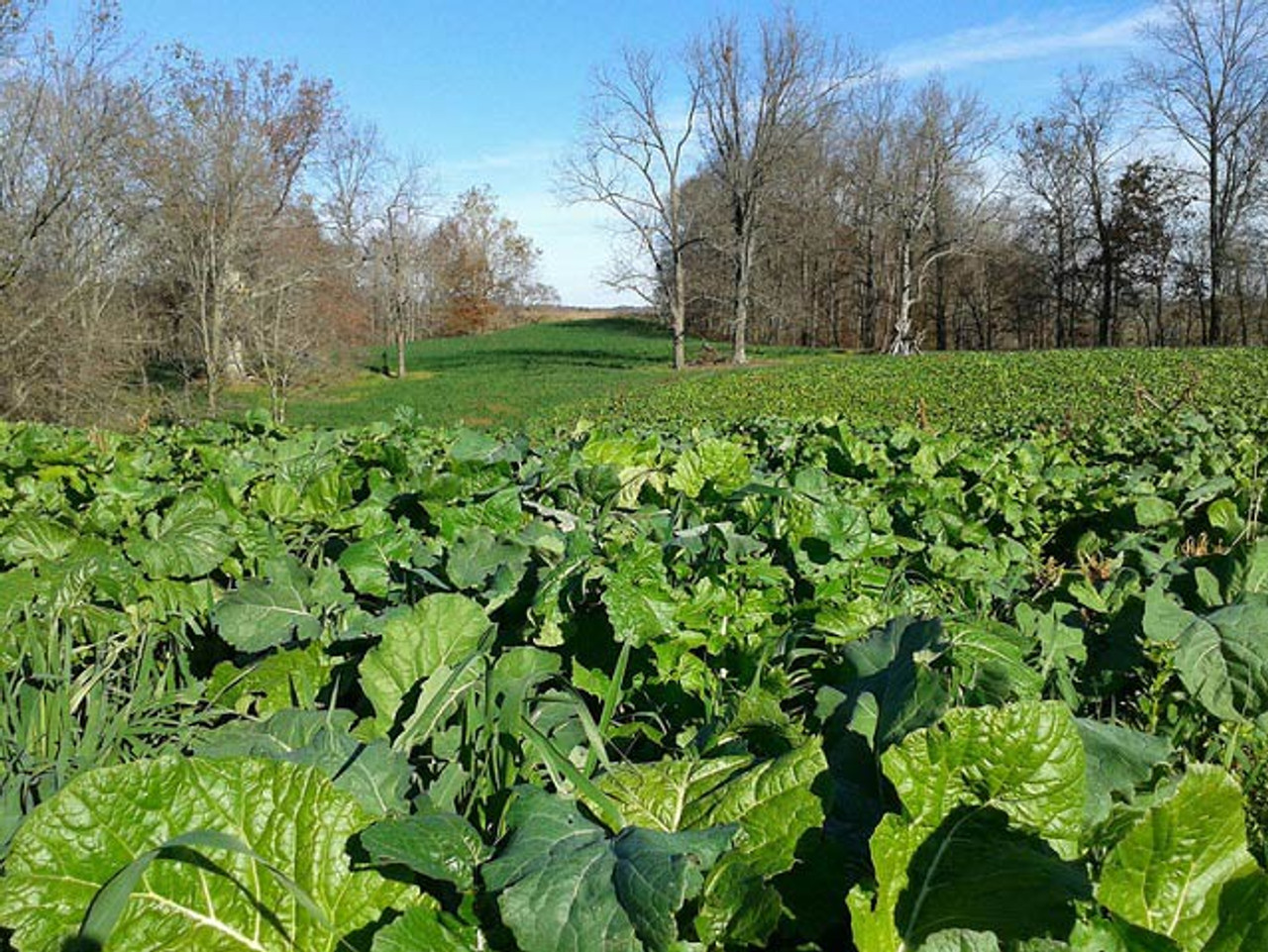 Real World Wildlife Plot Topper Food Plot