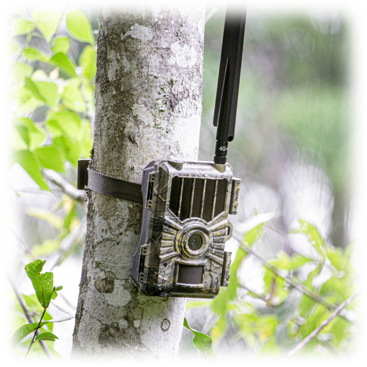 Wise Eye Mini trail camera mounted to a tree