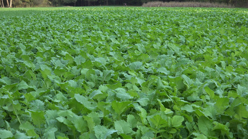 Whitetail Institute Beets & Greens Food Plot 