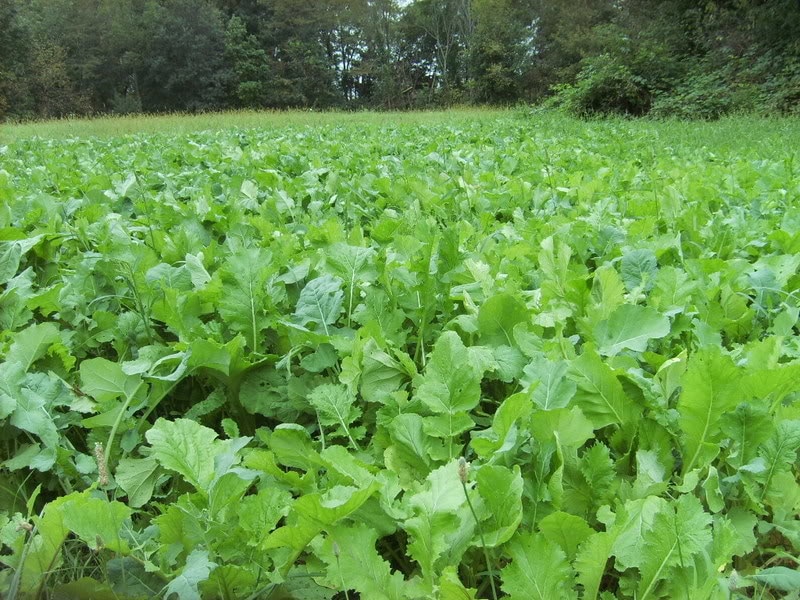 Planting Food Plots On A Budget