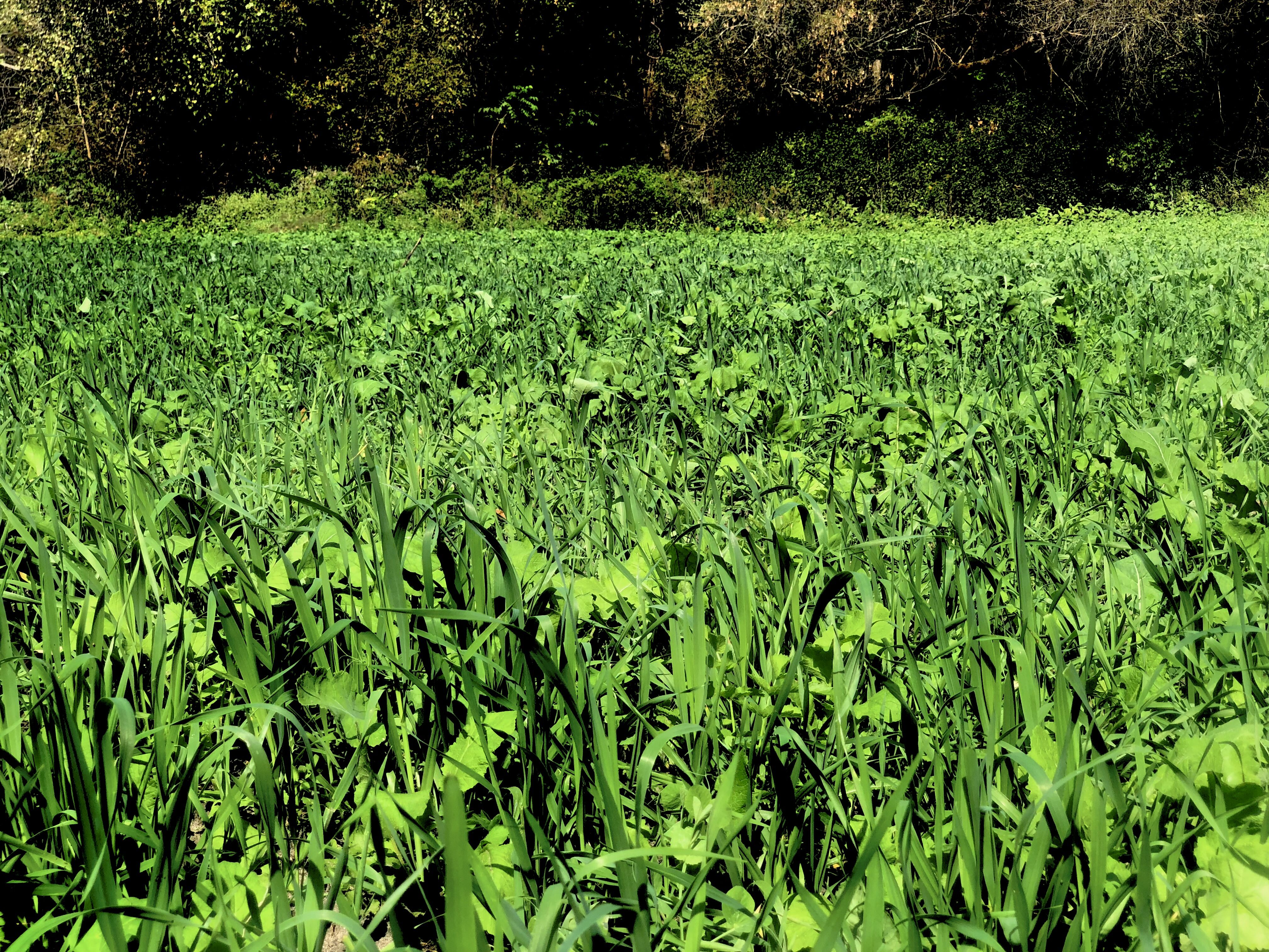 Best Fall Food Plot Seeds? For Whitetail Deer