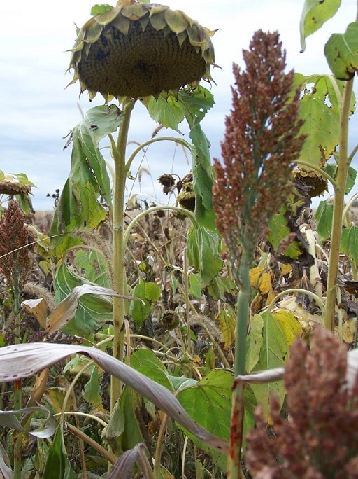 Real World Upland Game Blend - Food Plot Seed