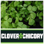 Real World Wildlife Chicory & Clover