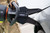 Holmatro Pentheon Combi Tool PCT11