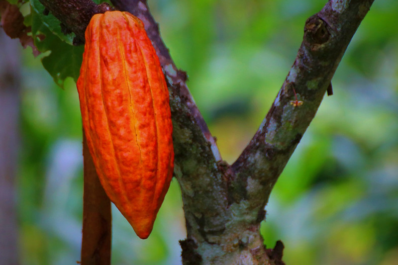 Whole Cacao Fruit Chocolate is Coming to Santa Barbara Chocolate