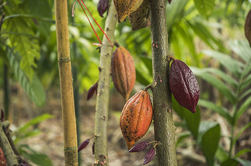 The Cacao Fruit and Its Unique Taste
