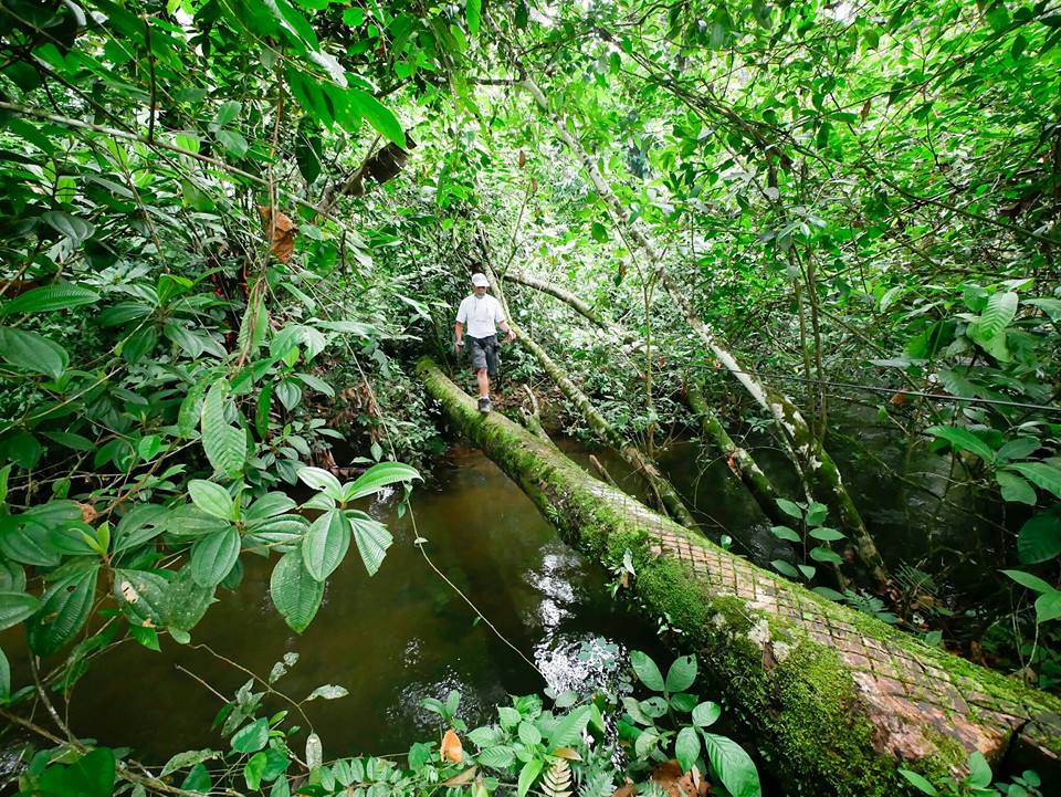 Zika Prevention: Opinion from the Cacao Orchards