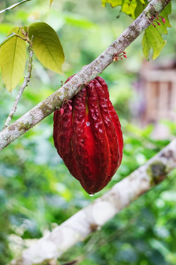 What Is White Chocolate Couverture?