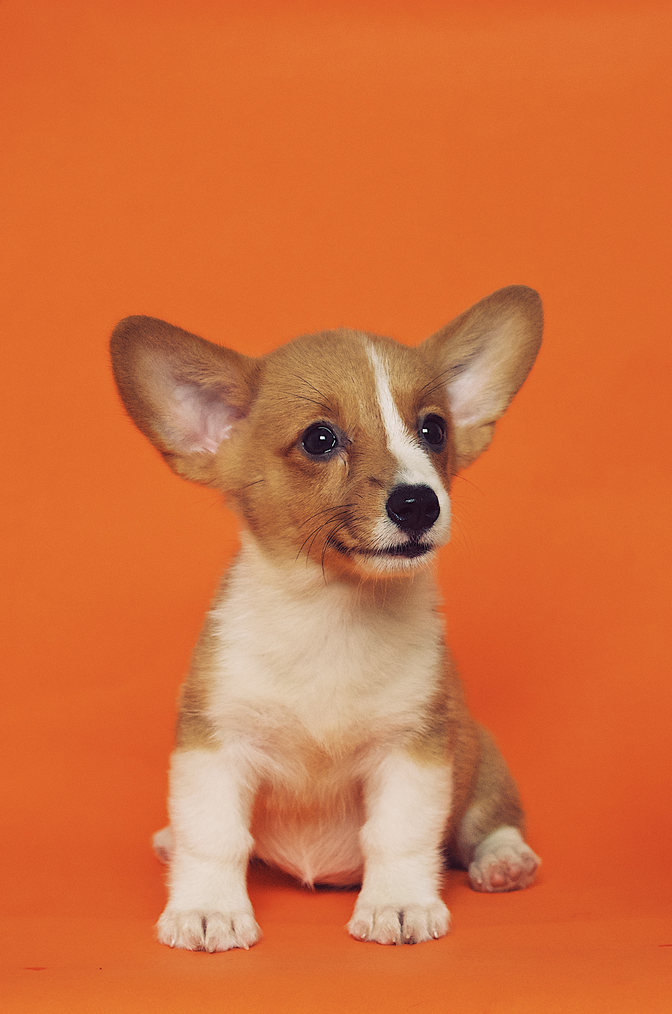 Why Is Chocolate Bad for Dogs?