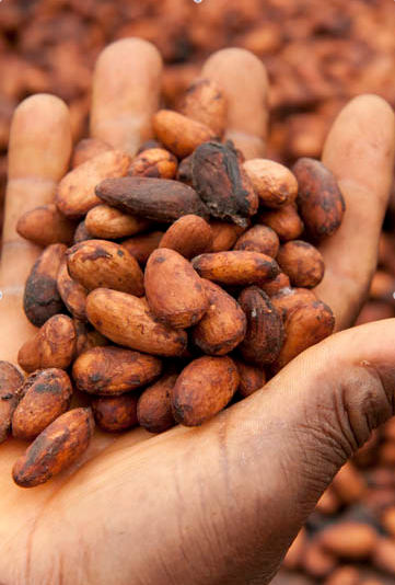 Harvested and Dried Cacao Beans