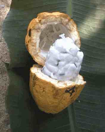 Cacao Pods Cut Open