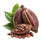 Purveyors of Exotic Chocolate Since 1992