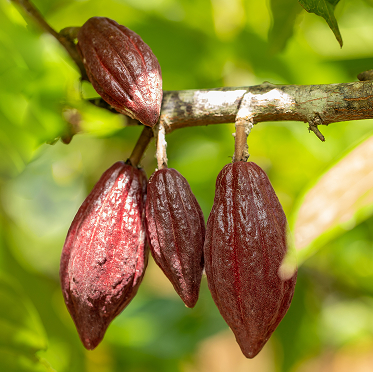 Pure Cacao Chocolate