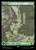 Forest (LTR) (Foil) (Full Art) (#281) Forest (LTR) (Foil) (Full Art) (#281)