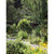 Monet Arbor