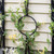 Aurora Trellis Center Link