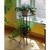 Tulip Plant Stand