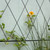 Oxfordshire Trellis Extension
