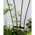 Fan Trellis