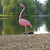 American Flamingo