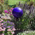 10" Gazing Globe, Blue