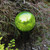 6" Fern Green Crackle Glass Gazing Globe with Stand