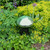 Toadstool, Light Green