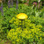 Toadstool, Yellow
