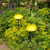 Toadstool, Yellow