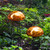 Toadstool, Mandarin