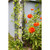 Downspout Trellis