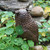 Great Horned Owl