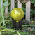 6" Gazing Globe, Lemon Drop