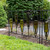 Vinifera Fence Sections, pack of 2