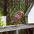Saw Whet Owl