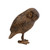 Saw Whet Owl