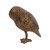 Saw Whet Owl