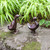 Pair of Ducklings